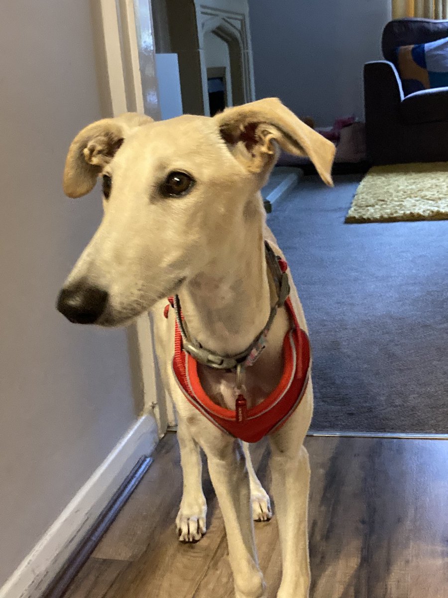 Tilly & Dexter tweet media
