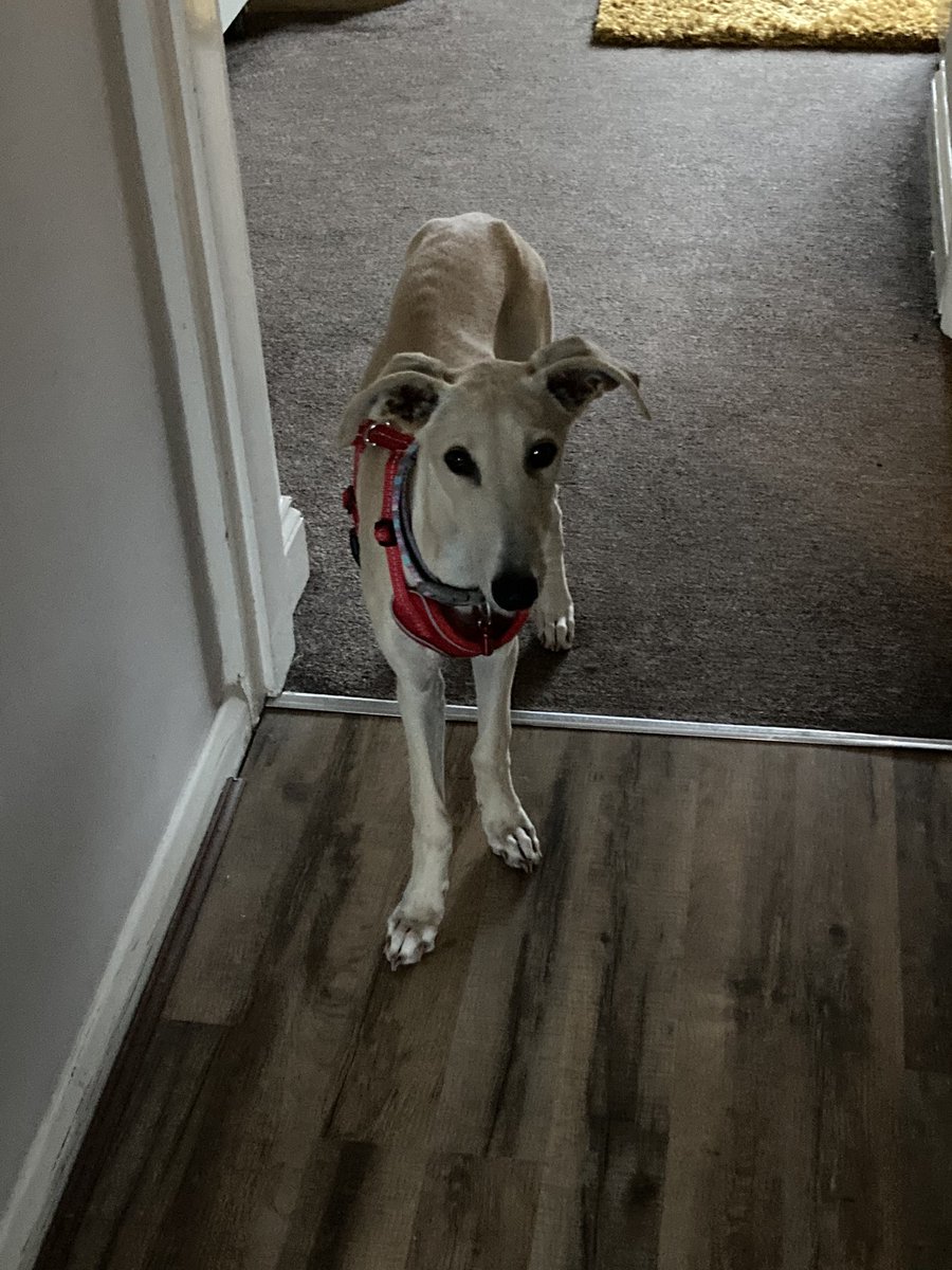 Tilly & Dexter tweet media