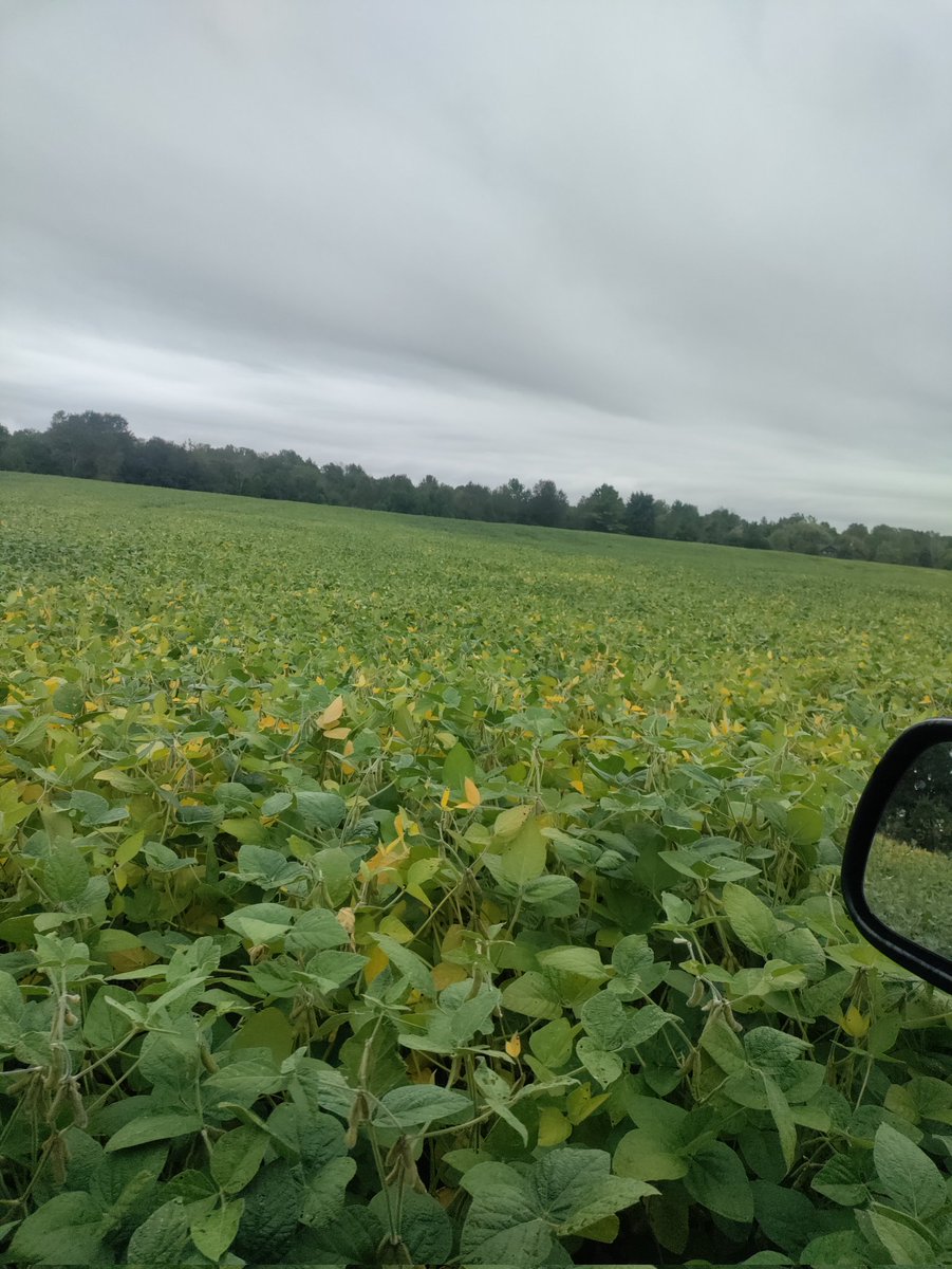 Fesstivities's tweet photo. @MariekePatton @DEKALB_Canada @Bayer4CropsCA 03-25 planted may 14 has a bit to go yet... https://t.co/N7si7ZmV54