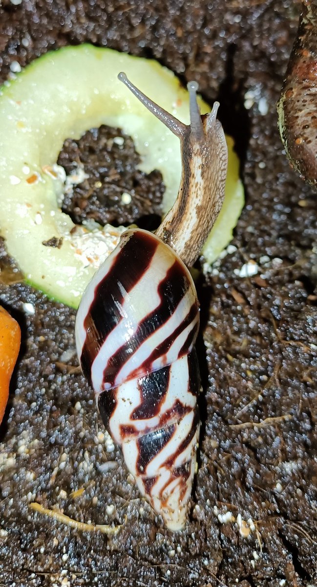 saph_snails's tweet photo. Almost forgot to make a #snailtember post for day 4!
So have this pretty lady! https://t.co/dh1QZevyQa