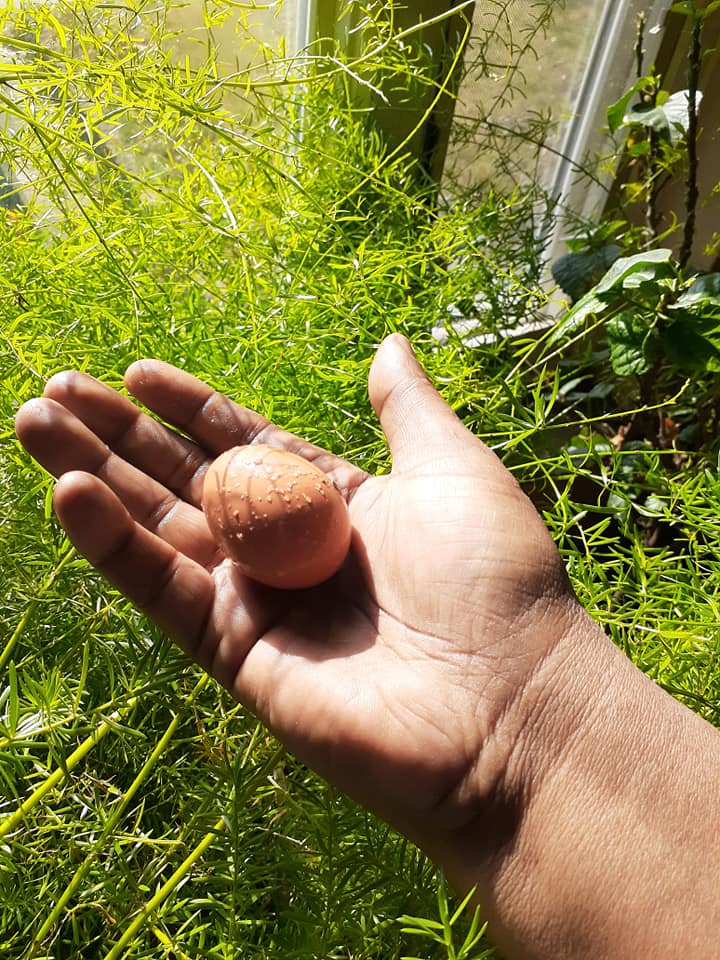 djsartdesign's tweet photo. @terrinakamura Cool that you raise chickens too! https://t.co/gsoWNleGzZ