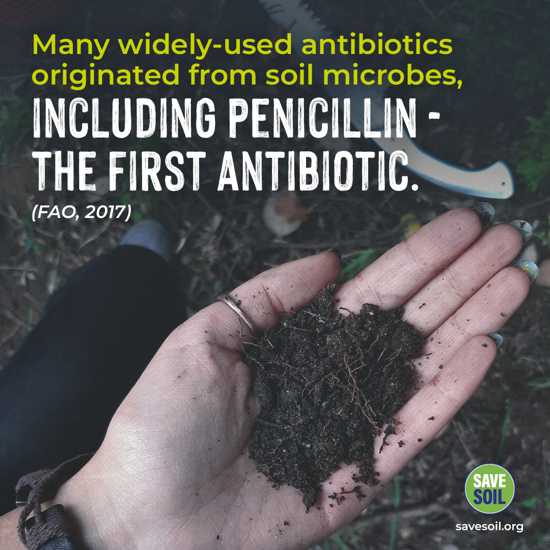 Radhai77's tweet image. Many widely-used antibiotics originated from soil microbes, including penicillin - the first antibiotic. (FAO, 2017) #SaveSoil  savesoil.org @cpsavesoil  @SadhguruJV