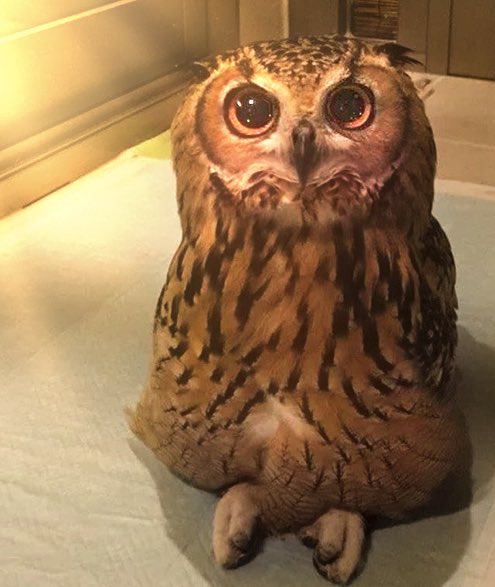 Just found out owls can sit criss cross applesauce. It’s always something new with these guys