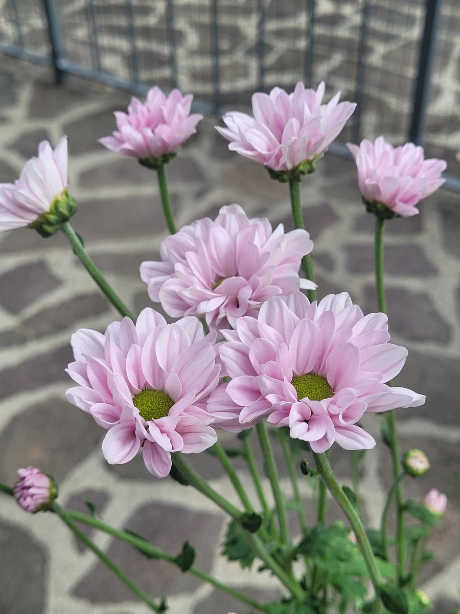 appgiardiniera's tweet photo. Il #crisantemo è così bello in giardino! Smettiamola di associarlo solo a ricorrenze tristi! https://t.co/WcorDCFXdP
