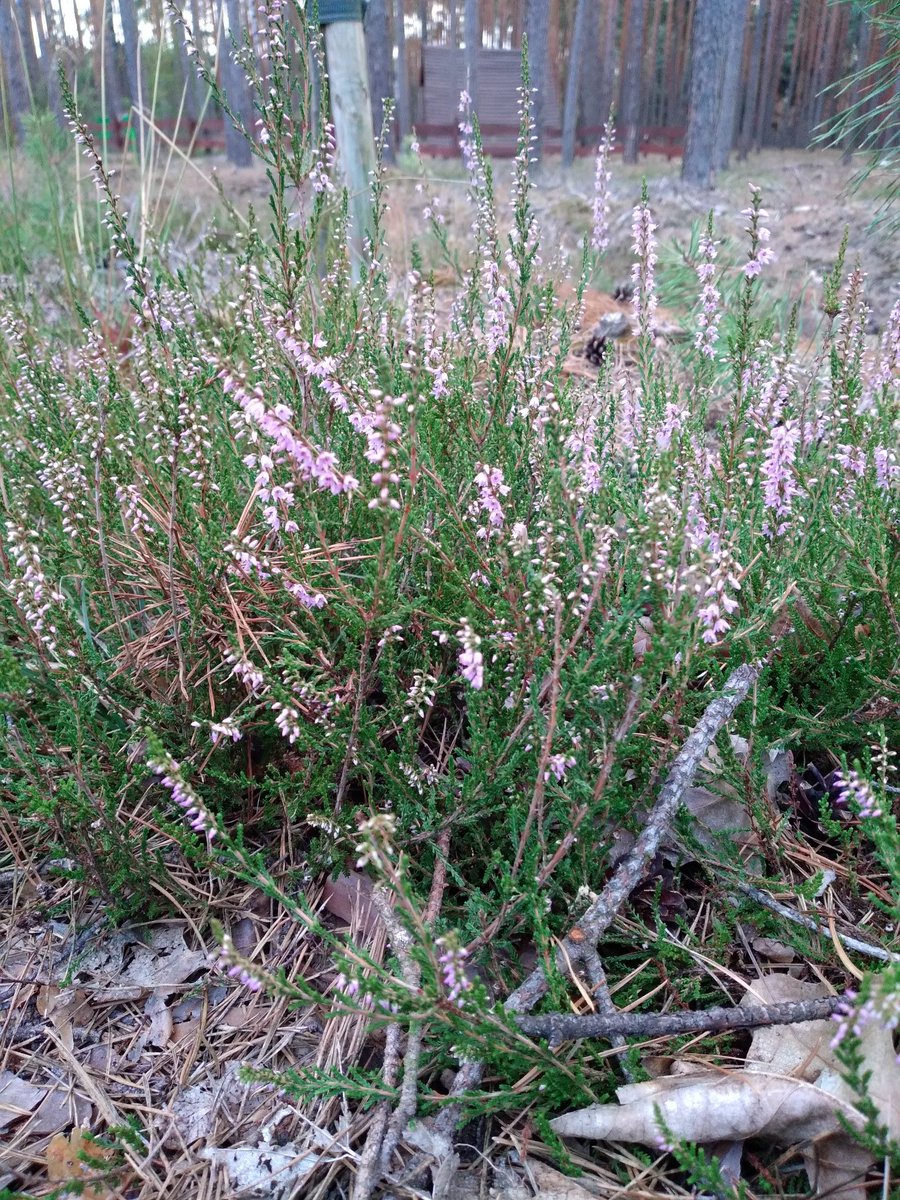 jakub_tomys's tweet photo. Wrzos #nature #naturephoto #NaturePhotography #wrzos #heather https://t.co/oAJ2pBfjjn