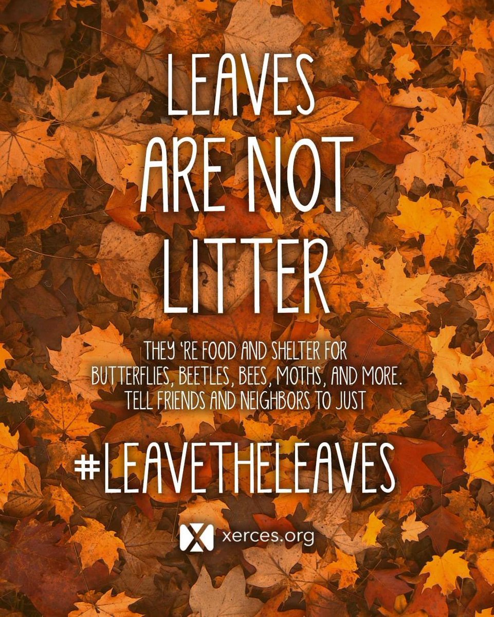 SaintKateriCtr's tweet photo. Leave the leaves! At least wait until spring. The critters will thank you! #leaveleaves #conservation #stkaterihabitat #laudatosi #life #beauty #careforcreation #earth #mindset https://t.co/nbFq09EaKC