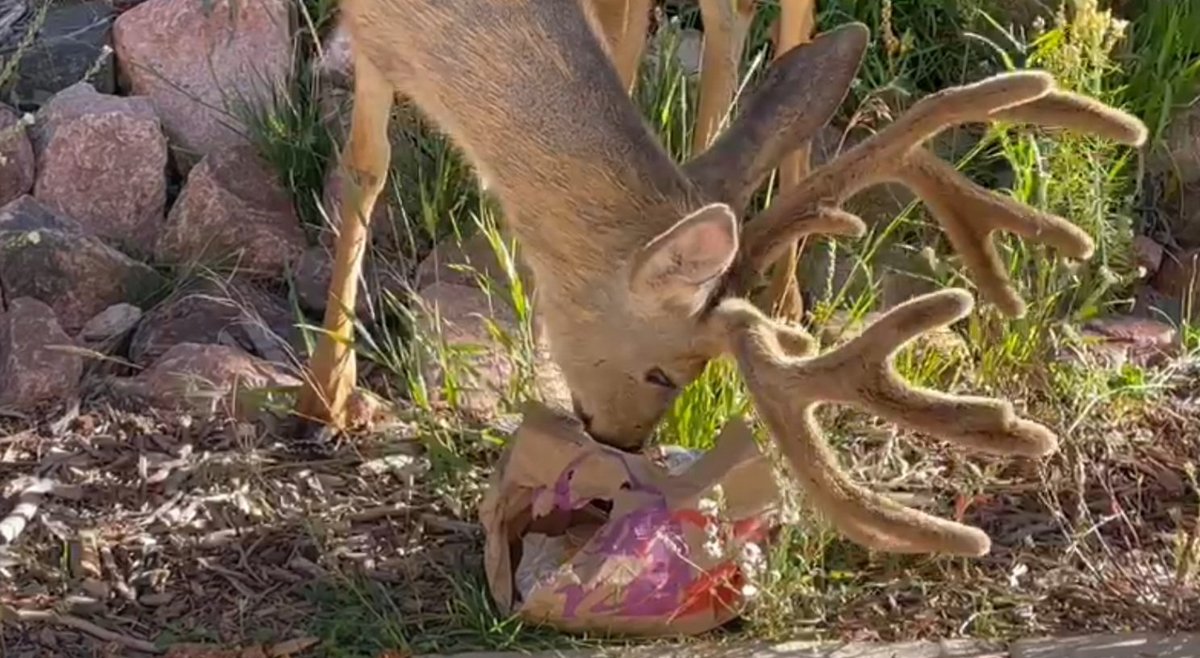 Shena Mouring tweet media