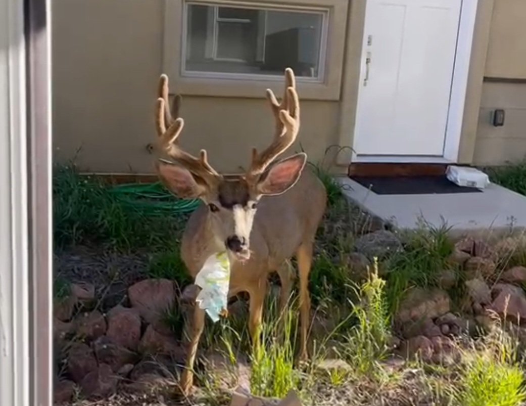 Shena Mouring tweet media