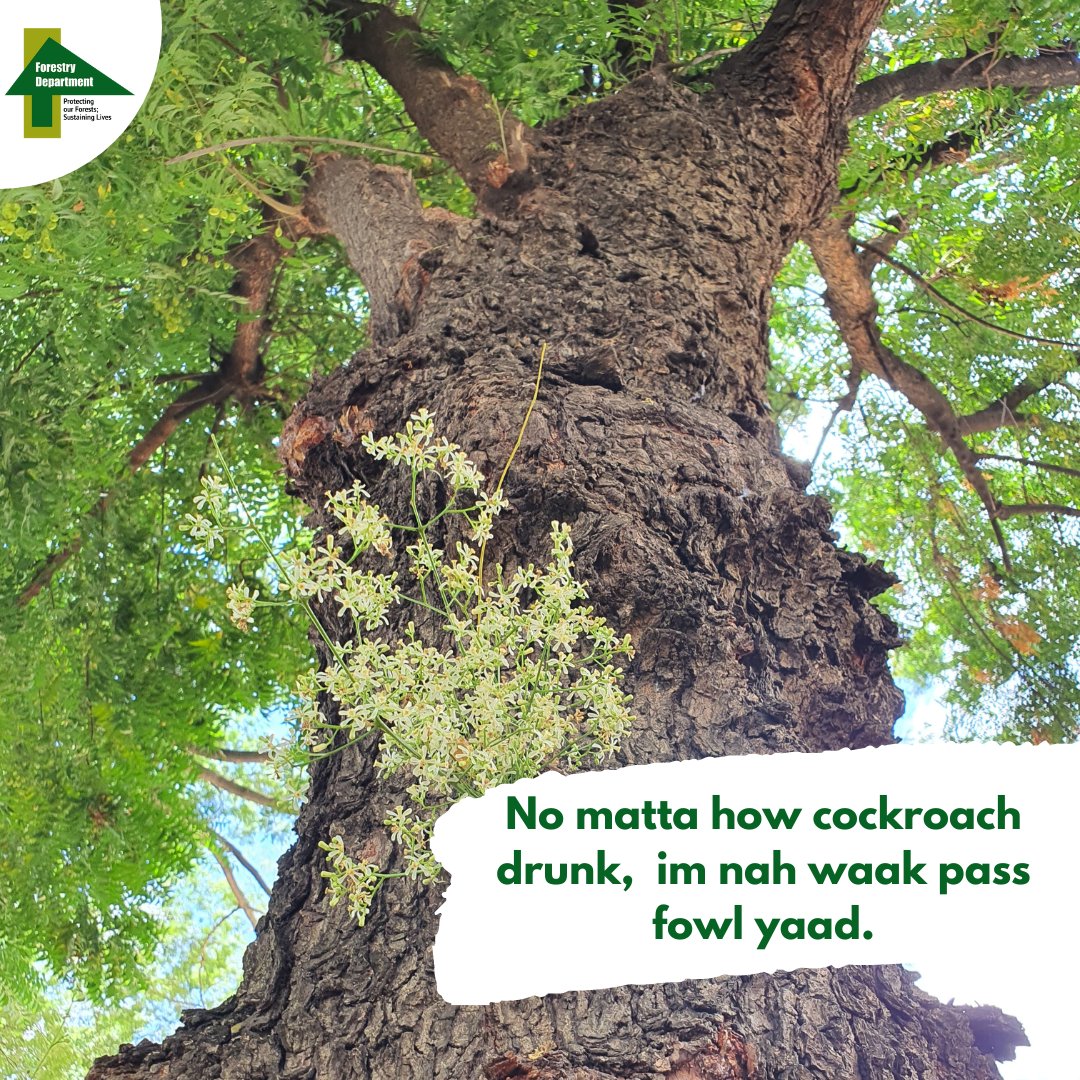 ForestryDeptJa's tweet photo. Happy new week!
Remember self-preservation is the first law of nature so do not put yourself in dangerous or life threatening situations.
Be wise!
...
#ForestryDeptJa #inspirationalquotes #motivationalquotes #jamaicanproverbs #sundayinspiration https://t.co/DhUlXfSPkx