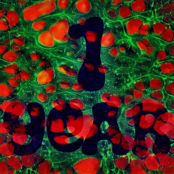 Number_______0's tweet photo. Growing up so fast

Happy 1 year anniversary 🎉
Planum - Cellular Biology

My first project on #Cardano 

Wonder what they look like?⤵
https://t.co/Ozt8LEuxHd https://t.co/OTfQJVRt46