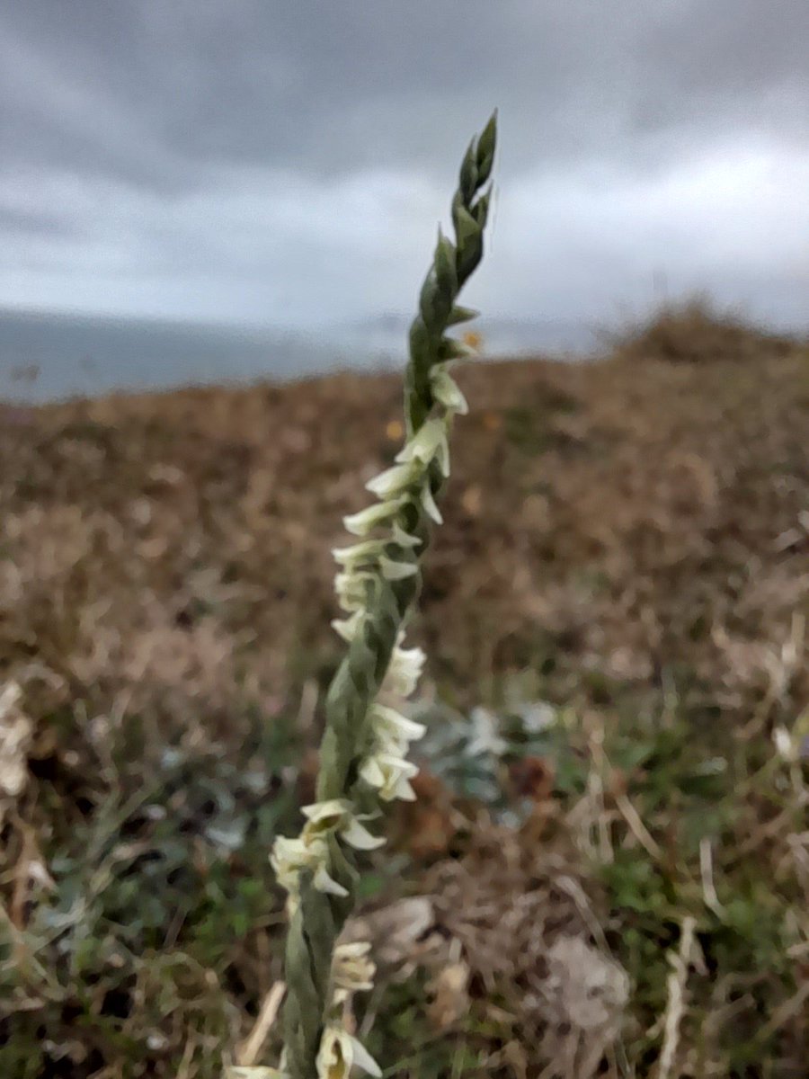 A scattering of autumn lady's tresses among a late flush of flowers appearing at Stonebarrow, Dorset after the showers of the last few days. Inch-high wild carrot and greater knapweed among a galaxy of hawkbits. #wildflowerhour