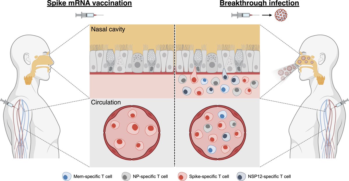 Vaccine breakthrough infections teach us about the upper airway T-cell immune response, its durability, and hybrid immunity. Yet another indicator of what nasal vaccines could achieve instead of breakthrough infections rupress.org/jem/article/21… @JExpMed by @bertoletti_lab