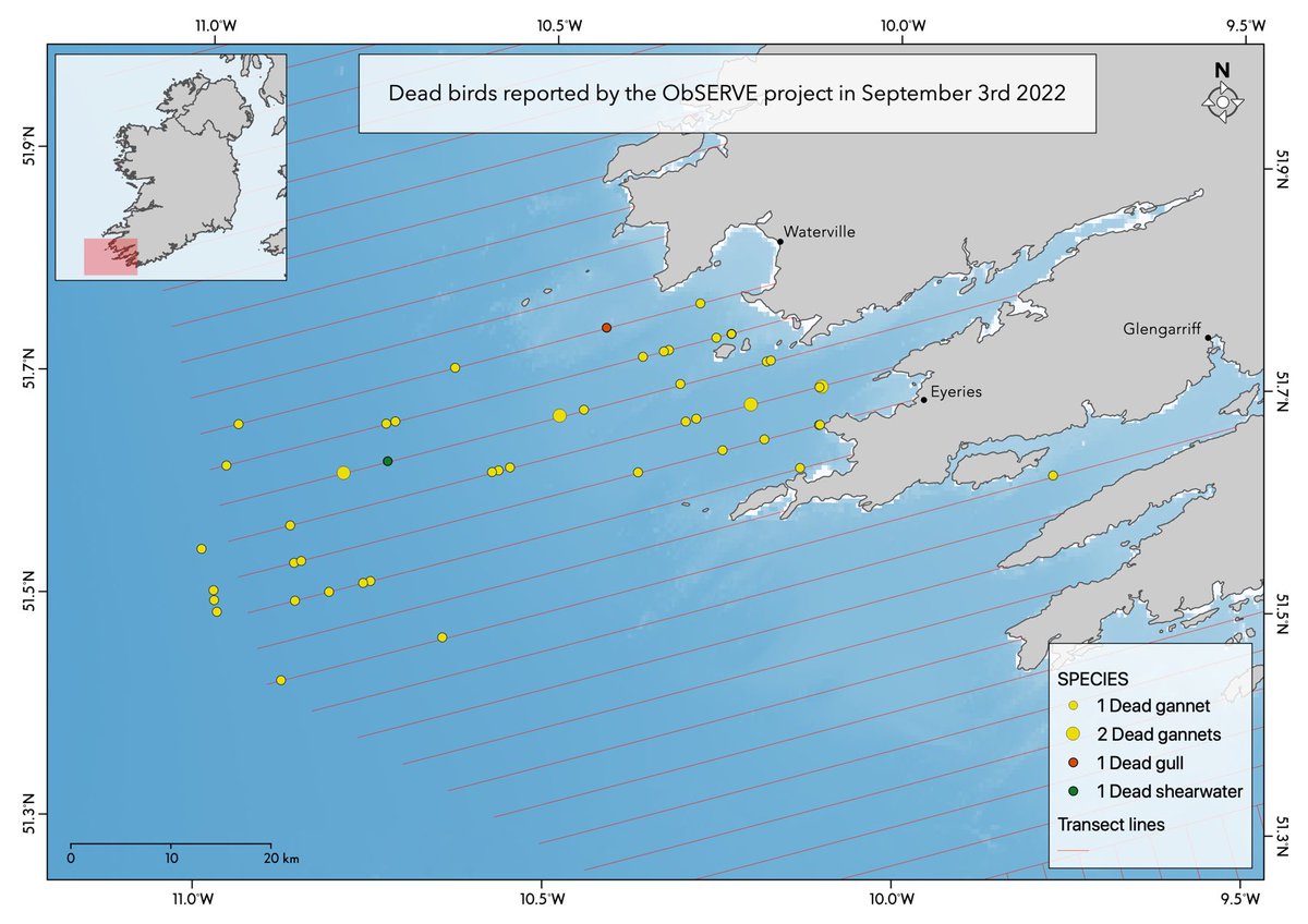 Mark Jessopp (@gannetguy) on Twitter photo Looks like highly pathogenic avian influenza has now reached Irish gannet colonies. Loads of dead birds sighted on aerial surveys in the southwest. <a href="/uccBEES/">Biological, Earth & Environmental Sciences, UCC</a> <a href="/MaREIcentre/">MaREI</a> @Dept_ECC <a href="/DeptHousingIRL/">Department of Housing, Local Government & Heritage</a> Looks like highly pathogenic avian influenza has now reached Irish gannet colonies. Loads of dead birds sighted on aerial surveys in the southwest. <a href="/uccBEES/">Biological, Earth & Environmental Sciences, UCC</a> <a href="/MaREIcentre/">MaREI</a> @Dept_ECC <a href="/DeptHousingIRL/">Department of Housing, Local Government & Heritage</a>