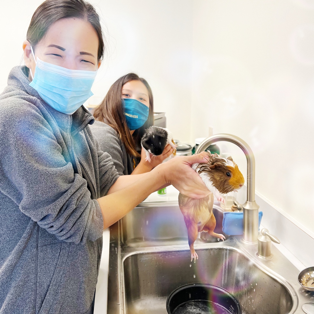 How it started ➡️ How it’s going Do your office chores look like Team Vibe’s office chores? 🧼🤔 PS- If you, too, have stinky [office] pets, check out our favorite local pet store, Aloha Pawz 👌 #workculture #workhardplayhard #guineapig #smallbusiness #hawaiibusiness #hawaii