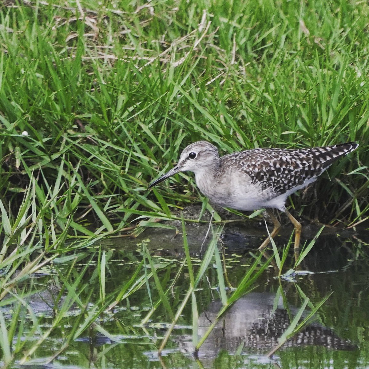 An avian pied piper. The name “Sandpiper” name actually comes from the birds’ voices, rather than from their long-billed probing in the sand. I’m not good at water birds, but this one is my favrt ❤️ #birdinginchennai #birdwatchers