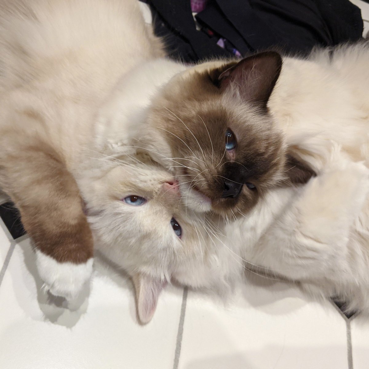 Freya Holmér tweet media