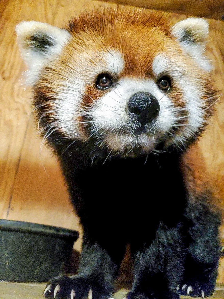 Sha-Lei the red panda here to tell you it's #NationalWildlifeDay!