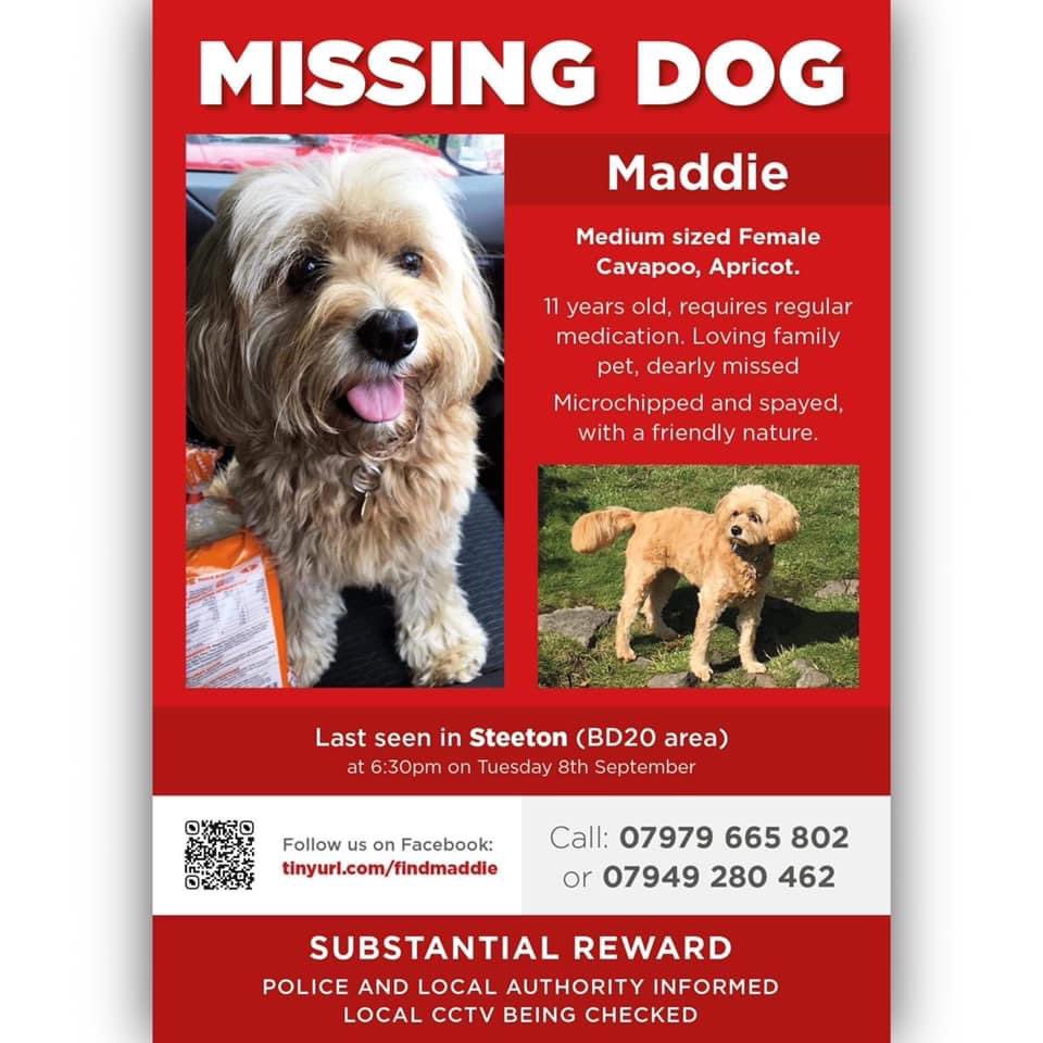 FindFlossie's tweet photo. MADDIE female older medium sized apricot #Cavapoo #Missing since 08 Sept 2020 from #Steeton #BD30 Her family believe she is still in the area, she is timid &amp; will be very scared. Call 07949 280462 please with ANY information #dog #MaddieLostDogSteeton https://t.co/ognSPsKqgo https://t.co/uFXWlF2Ow1