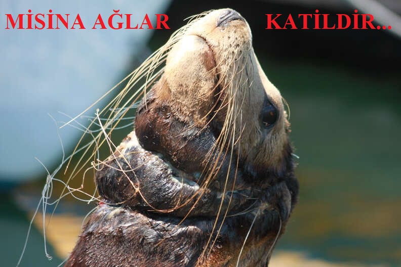 MİSİNA AĞLAR KATİLDİR..!
DENİZLERİMİZDE MİSİNA AĞ YASAĞI DEVAM ETMELİ, İÇSULARIMIZDA YASAKLANMALIDIR.
#misinaağlarkatildir #BSGM  
<a href="/VahitKirisci/">Prof.Dr.Vahit Kirişci</a> <a href="/TCTarim/">T.C. Tarım ve Orman Bakanlığı</a> <a href="/tarimveormanbak/">Tarım ve Orman Bakanlığı Destek Hesabı</a> <a href="/maatalay/">Dr. M. Altuğ ATALAY</a> <a href="/turgayturkyilmz/">Turgay TÜRKYILMAZ</a> <a href="/MehmetNuriYILM6/">Mehmet Nuri YILMAZ</a> <a href="/DrVeyselTiryaki/">Dr. Veysel Tiryaki</a> @nihatpakdil46 <a href="/bekirgizligider/">Ebubekir GİZLİGİDER</a> 
<a href="/ibrahimyumakli/">İbrahim Yumaklı</a>