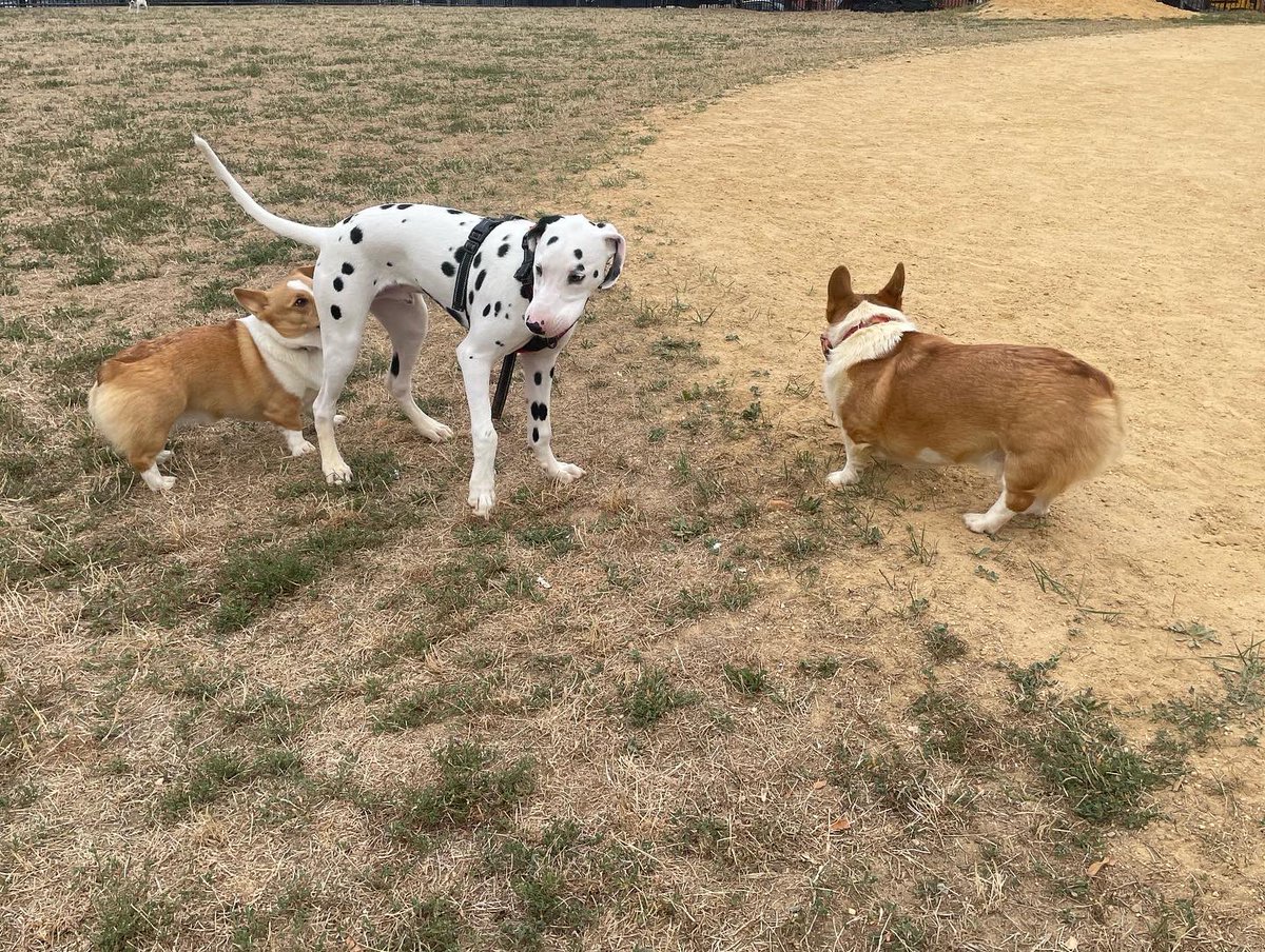 corgimanifested's tweet photo. We made a new furiend today 😊

#corgicrew #dogsoftwitter

What do you like most about going outside? https://t.co/AZsv5XcXUv