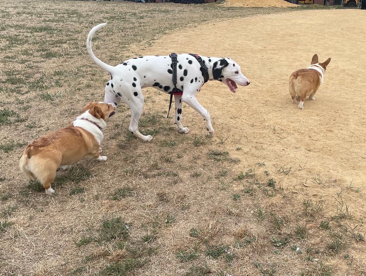 corgimanifested's tweet photo. We made a new furiend today 😊

#corgicrew #dogsoftwitter

What do you like most about going outside? https://t.co/AZsv5XcXUv
