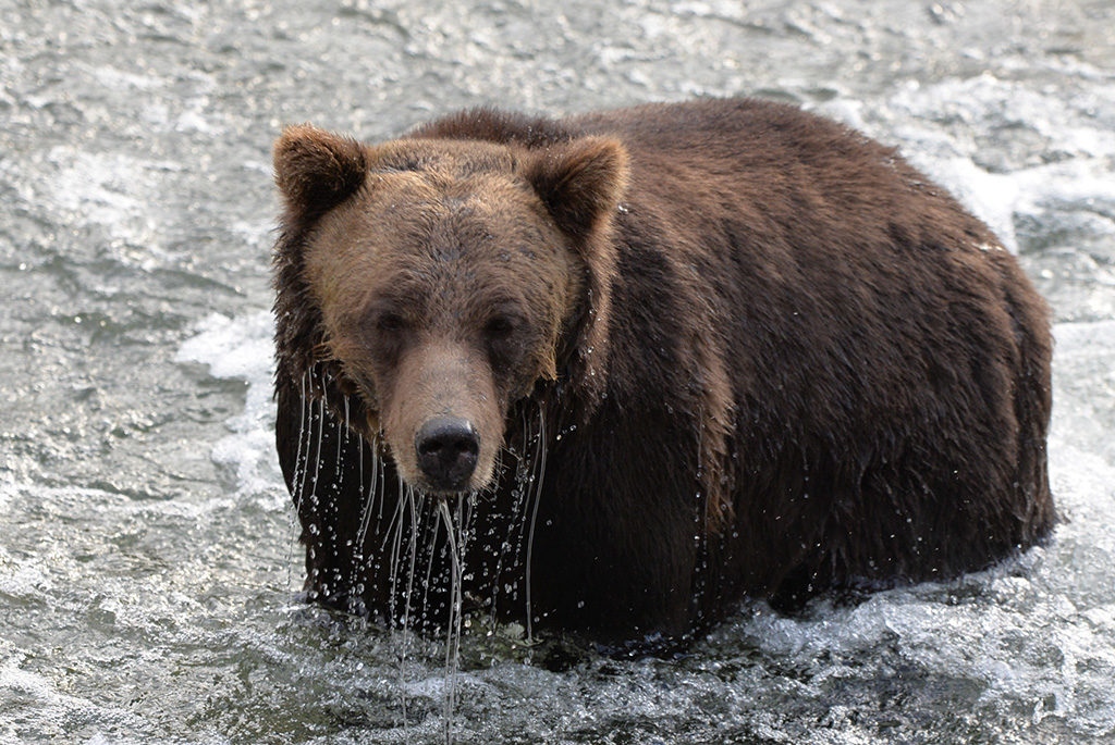 HomalcoTours's tweet photo. Have you booked your Great Bears of Bute tour yet?! September is one of the best times for bear viewing, so book now while there is still space! π»
#grizzlybear #homalcotours #orfordbay https://t.co/qzAskO7yZW