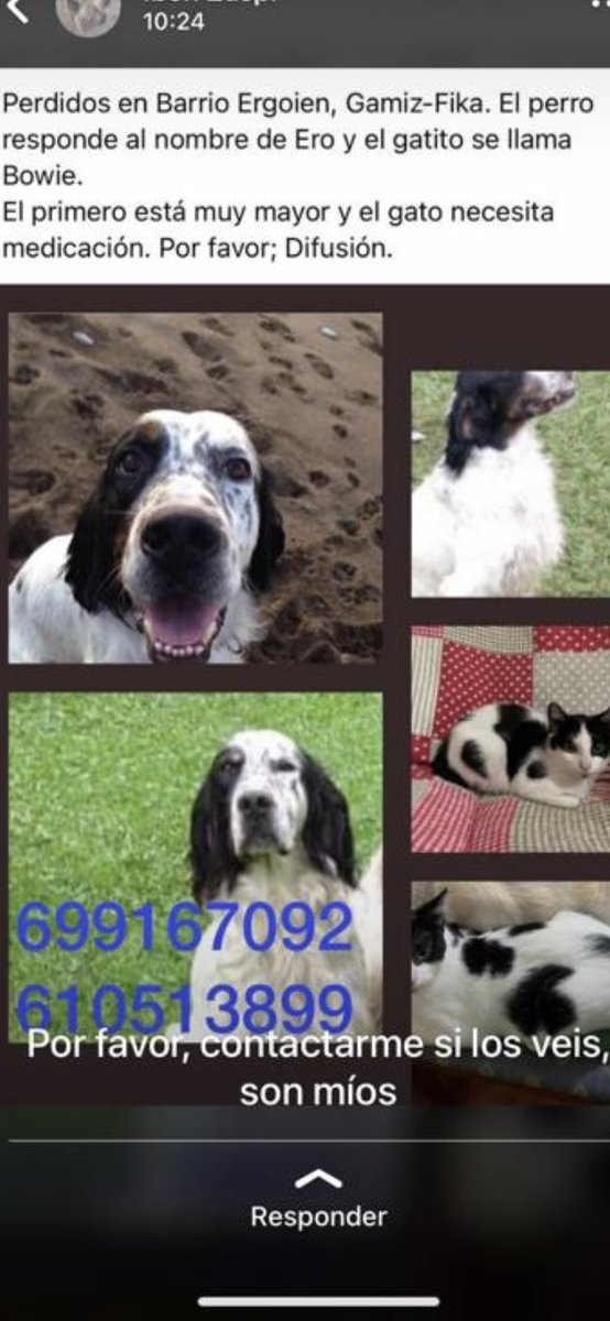 joanzarr's tweet photo. Ayuda #perdido #perdidos #bizkaia #Gamiz #Fika perro setter y gato.
Última localización Barrio Ergoien (Gamiz-Fika)
@AscaanAsoc
@asaam_bizkaia
@Ascaan_ 
@PeludosPerdidos 
@Ayudandopeludos 
@FamproaPerritos 
@Sebuscaenespana https://t.co/M3uxGinKSB