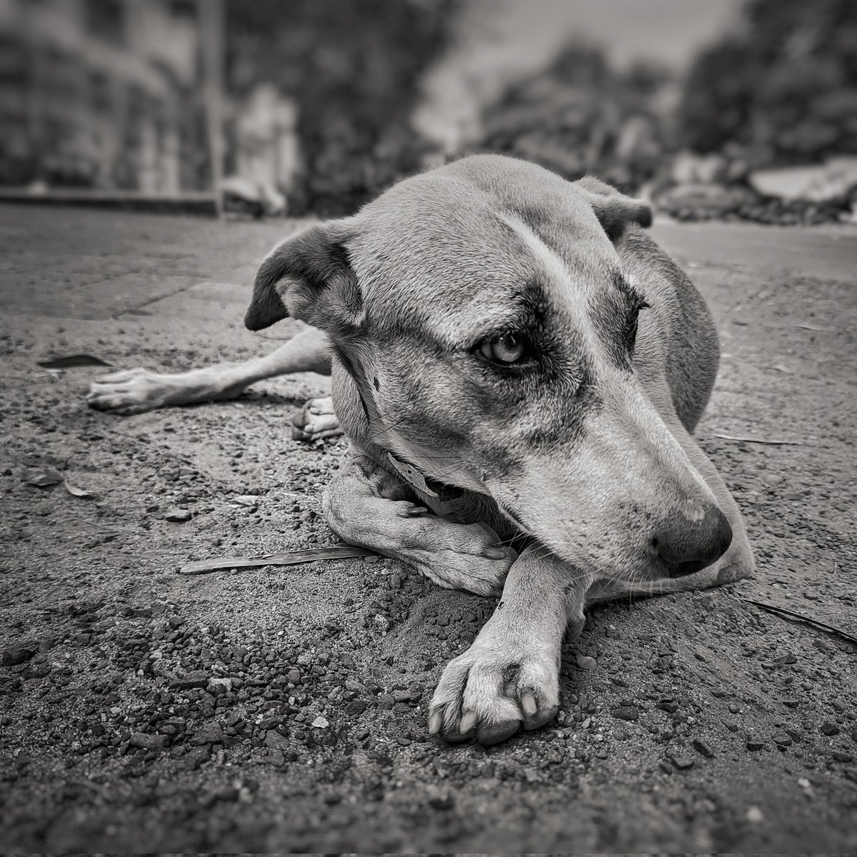motozoomer's tweet photo. Life in stills #2
.
4 sep 2022
.
@madebygoogle
#seenonpixel #teampixel #madebygoogle #pixel6pro #dogs #animals #streer https://t.co/efpxB5p3Sb