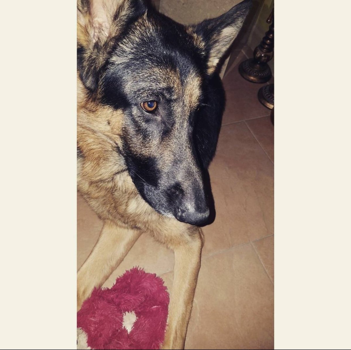 Coccosnuts's tweet photo. My boy was so beautiful 
I still miss you every single day buddy https://t.co/DR2Sam650C