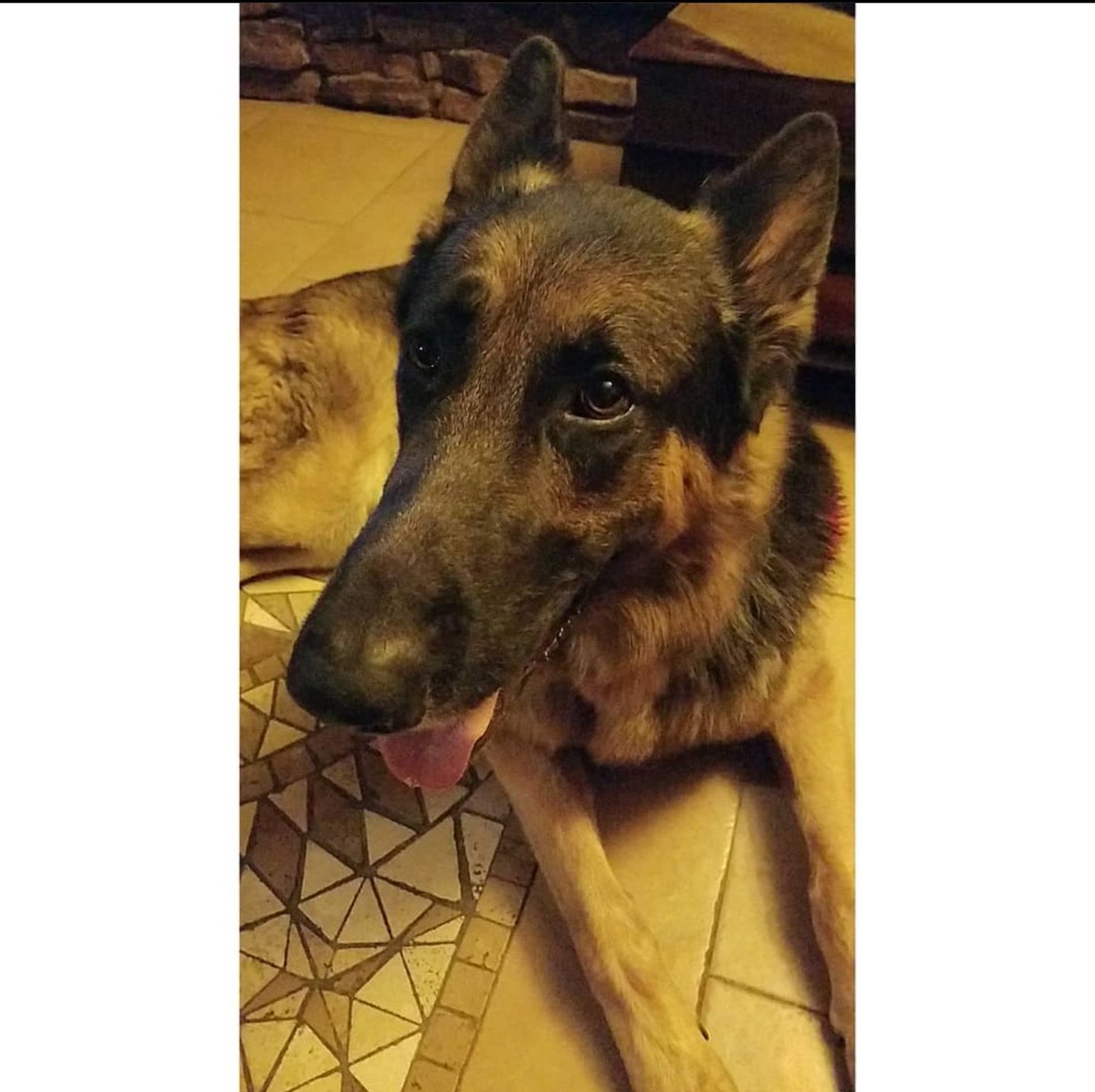 Coccosnuts's tweet photo. My boy was so beautiful 
I still miss you every single day buddy https://t.co/DR2Sam650C