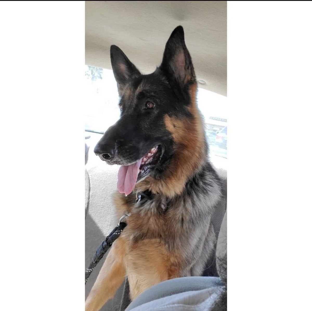 Coccosnuts's tweet photo. My boy was so beautiful 
I still miss you every single day buddy https://t.co/DR2Sam650C