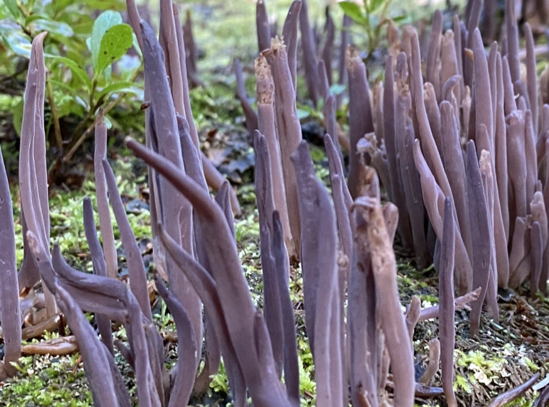CharaceT2's tweet photo. @AK_BridgeLake @ViciousCheese #mushrooms #sanJuans #ramaria #purplefairyclubs #alloclavariapurpurea https://t.co/D7eLx3z9Cq