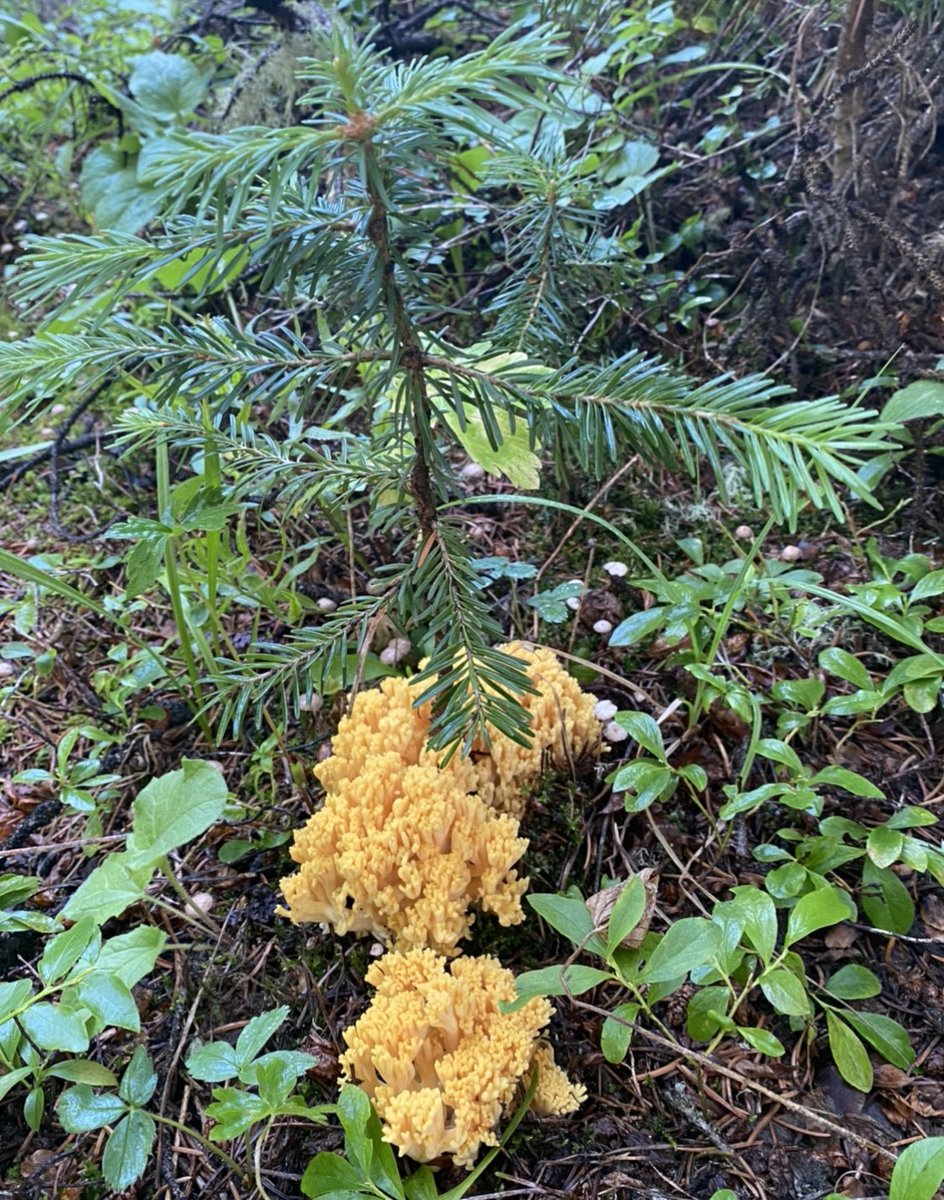 CharaceT2's tweet photo. @AK_BridgeLake @ViciousCheese #mushrooms #sanJuans #ramaria #purplefairyclubs #alloclavariapurpurea https://t.co/D7eLx3z9Cq