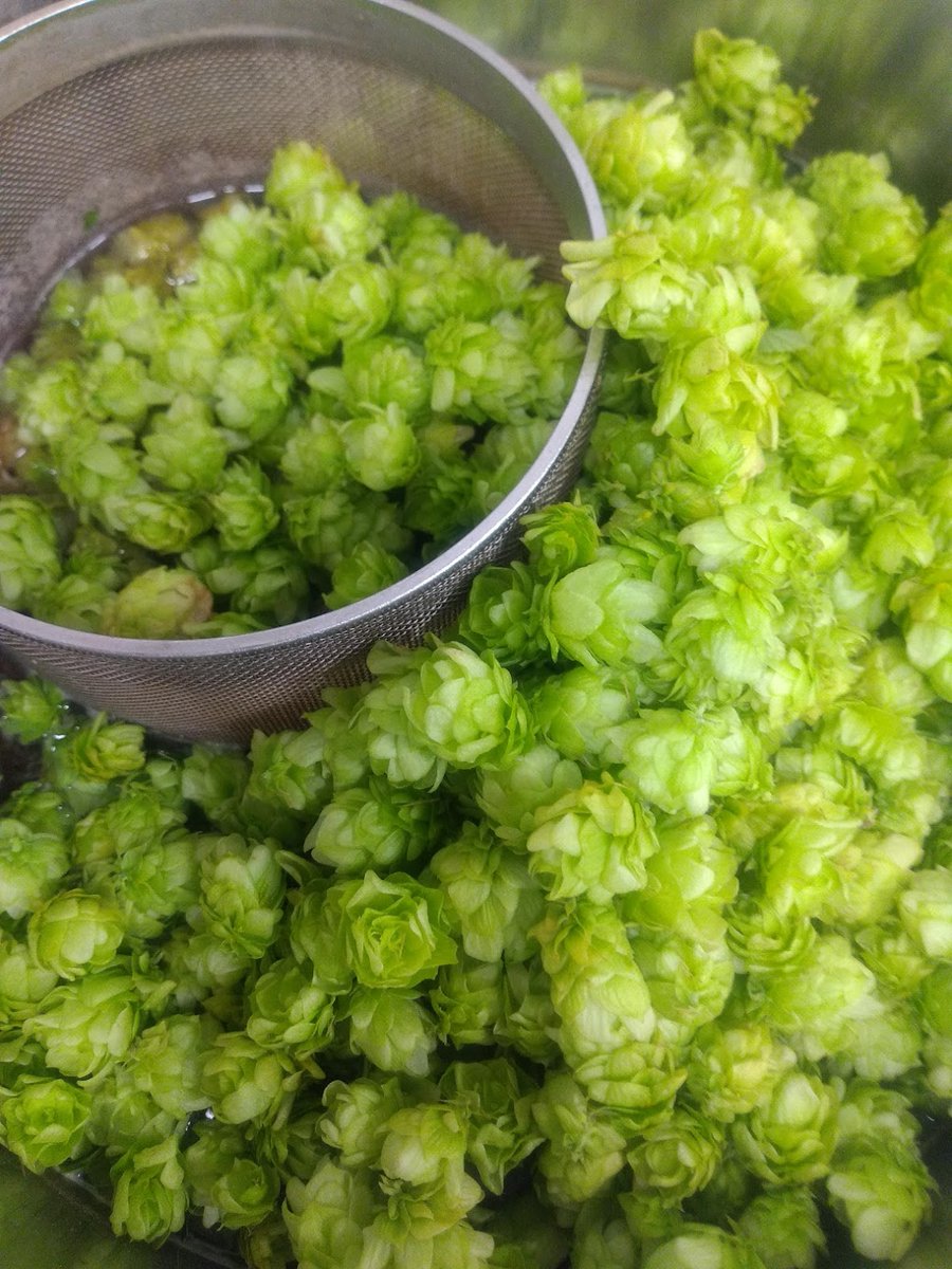 KeldlingBrew's tweet photo. Brew#136: Brewed "Zen'ish - Wet Hopped Lambic Inspired" (https://t.co/rEaF5wXLwG)
Today the Hallertauer Bitter had a fresh Smell Citrus, Grass and Spice.
I didn't crush the unmalted Wheat properly, so I had to add Extract for this to get above 5% Abv. 
#beer #homebrew #vegan #raw https://t.co/PnYOOhV6BL