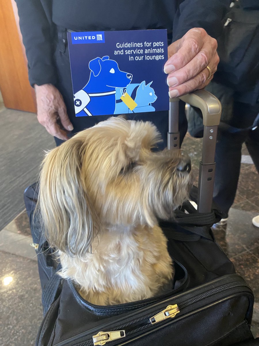 liztrain50's tweet photo. Cute dog in the IAD United Club!! ⁦@weareunited⁩ https://t.co/ZHGDqw6nSw