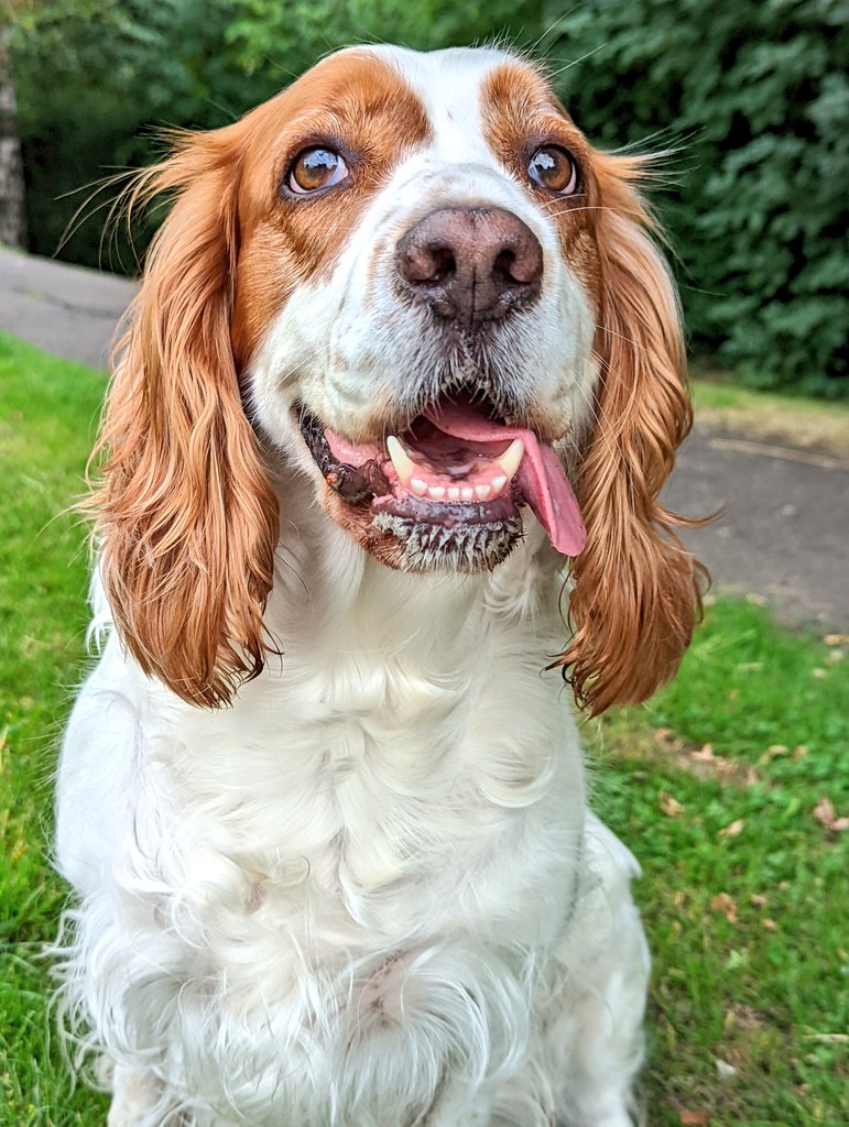 Not to brag but I think I have the most beautiful dogs 🥰😍