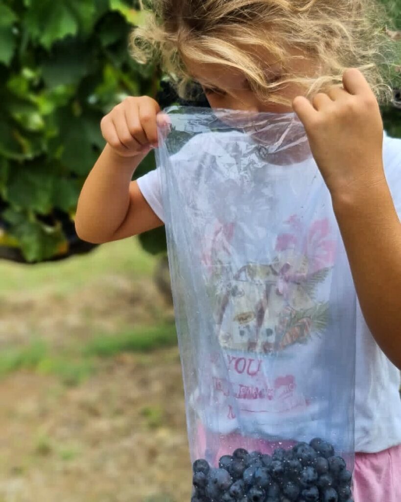 cantina_andreag's tweet photo. Ultimi controlli prima della vendemmia
Manca poco! 

•
•
•
#andreagiorgetti #aziendaandreagiorgetti #visita #degustazioni #vino #wine #adele #flosis #aganìta #collimaceratesi #cantina #winery #vinobianco #vinorosso #rivieradelconero #montepulciano #w… https://t.co/4gPS5ORwuH https://t.co/m2xd1pMCyH