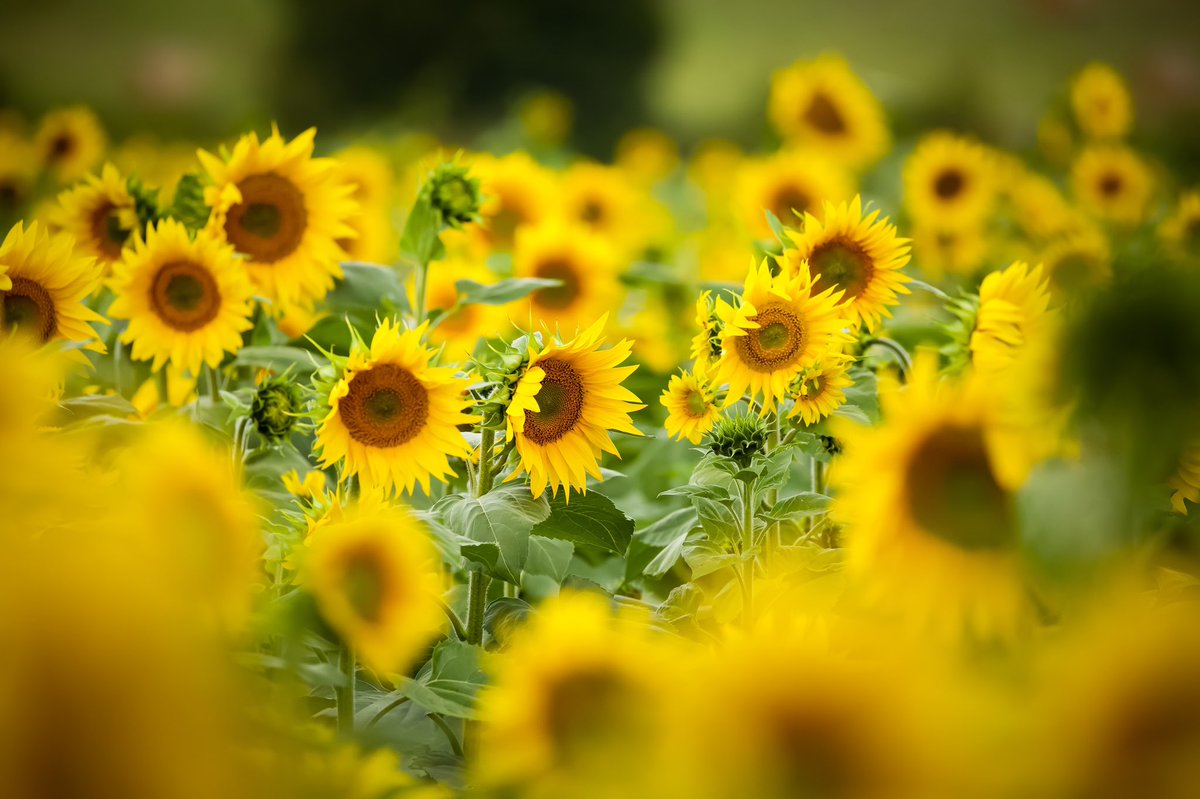 Sunflowers to cheer you up. #somersetlavendarfarm