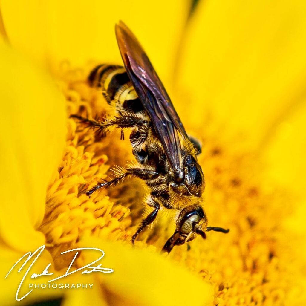 skyhawkheavy's tweet photo. Scoliid Wasp
#lifeinfocus #markdentonphotography https://t.co/miaZvtTXzL https://t.co/gJpVDKOE4z