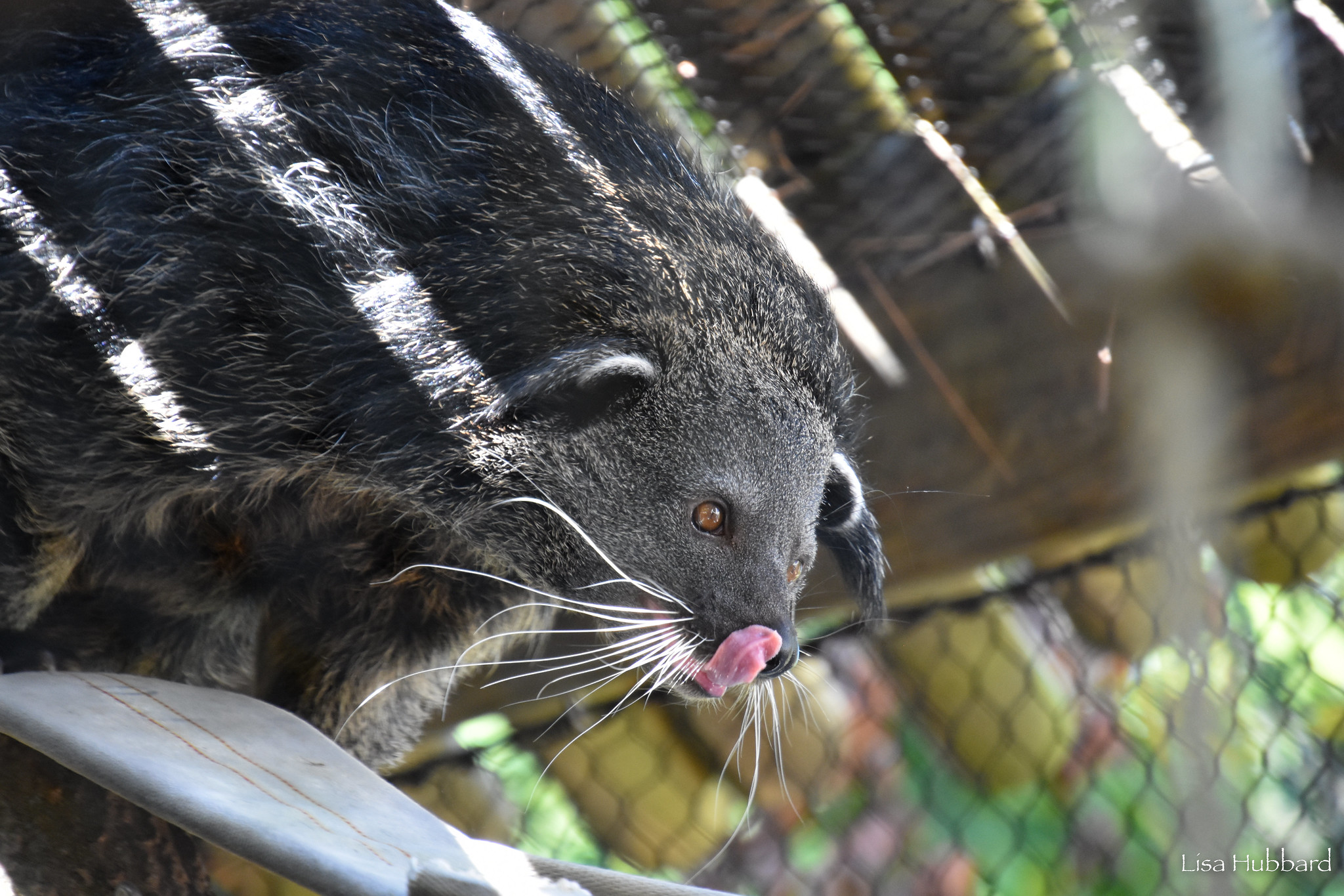 Cincinnati Zoo on Twitter: "Lucille the bearcat! Also known as the