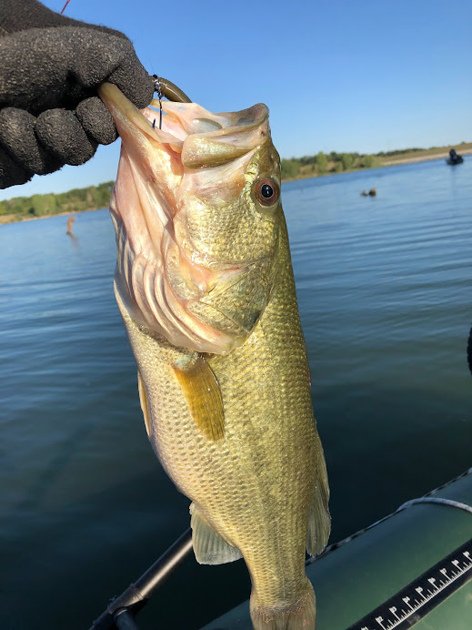 SomeGuyFromIowa's tweet photo. Great morning at a local lake.
The bass were gobbling my wacky rig all morning.
This lake doesn't give up many larger than 18" but today was my lucky day - got two!
#fishing #bassfishing #inflatableboats https://t.co/hFBjwLo7Qt