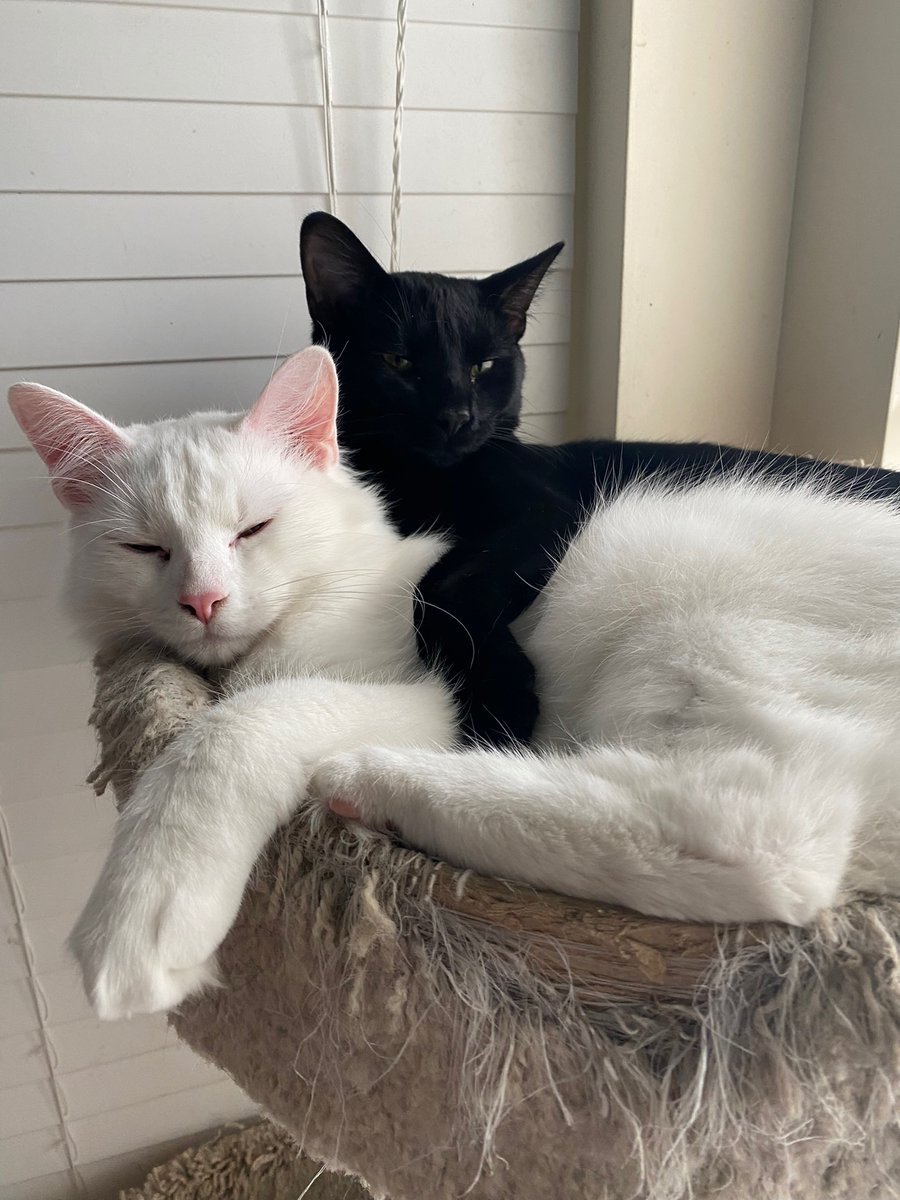 EMMASHA2155's tweet photo. Best friends purrever! #CatsOfTwitter #Caturday https://t.co/5ssrqxuTLf