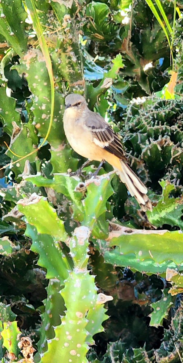 mady_views's tweet photo. ❤️Helloo 🫶🏻 just remember... No matter what yesterday was like, birds always start the day with a beautiful song.
.

#birdslover #soundbirds #aves #naturephotography #natureza #naturelovers #sundaylateρost #photographer #natura #floridanature #birdsonearth #madyviews https://t.co/G6Vrb89Pnm