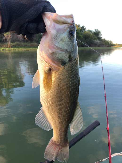 SomeGuyFromIowa's tweet photo. Great morning at a local lake.
The bass were gobbling my wacky rig all morning.
This lake doesn't give up many larger than 18" but today was my lucky day - got two!
#fishing #bassfishing #inflatableboats https://t.co/hFBjwLo7Qt