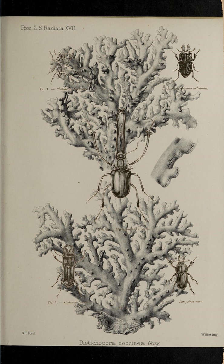 PDCutup's tweet photo. Encyclopédie d'histoire naturellePari..
https://t.co/hdRFqWLM06
Proceedings of the Zoological Society..
https://t.co/7QWOPgucPW https://t.co/dHMd4x00YD