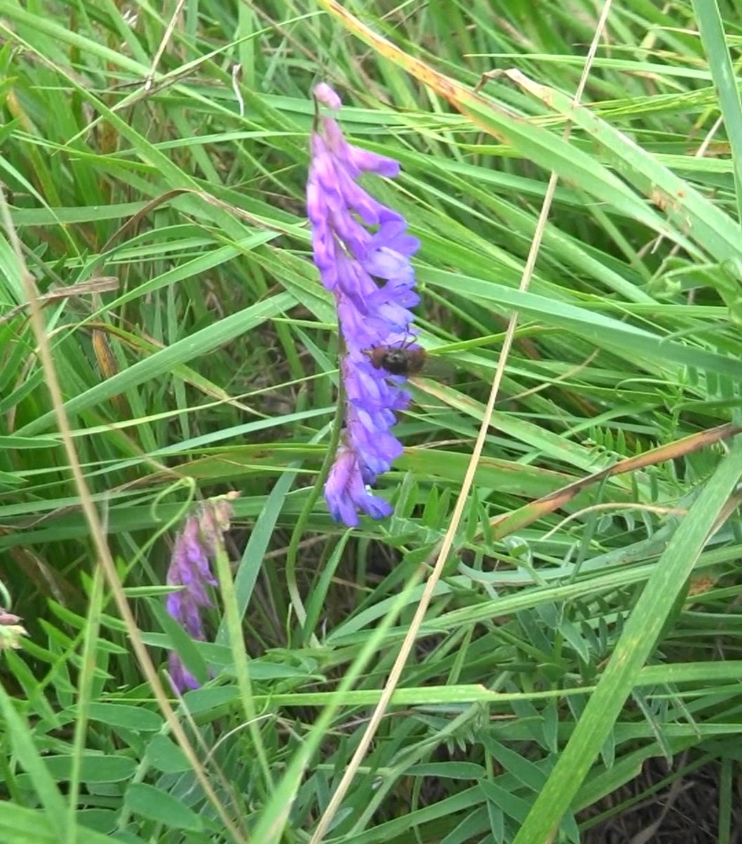 philpixy's tweet photo. #wildflowerhour Vetch with its hoverfly #PollinatorPal. https://t.co/bYASactxUc