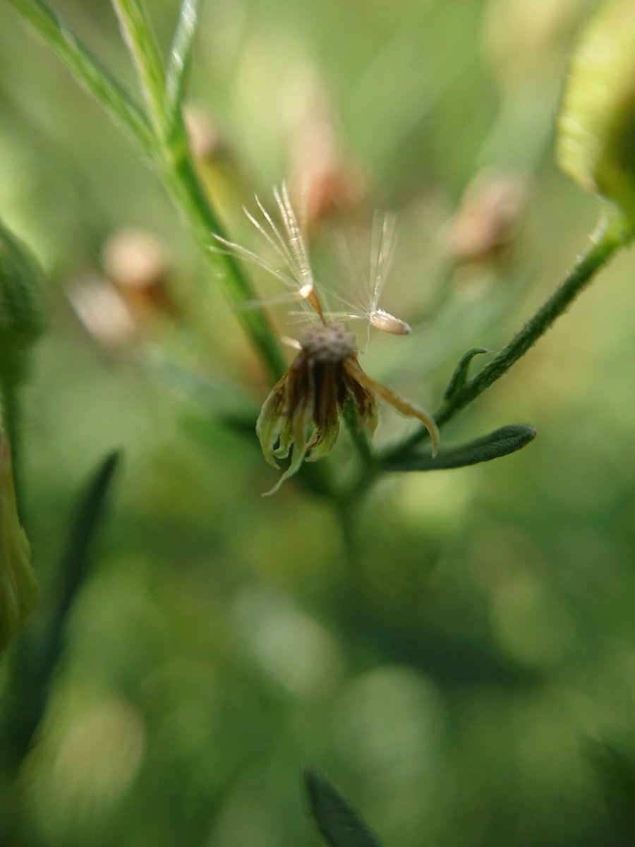 emilyksum's tweet photo. Need a bit of help with this one please, anyone good with Fleabanes???  #wildflowerID #wildflowerhour
@wildflower_hour @BSBIbotany https://t.co/JANdBgvm4A