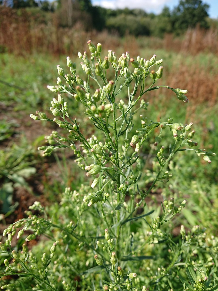 emilyksum's tweet photo. Need a bit of help with this one please, anyone good with Fleabanes???  #wildflowerID #wildflowerhour
@wildflower_hour @BSBIbotany https://t.co/JANdBgvm4A