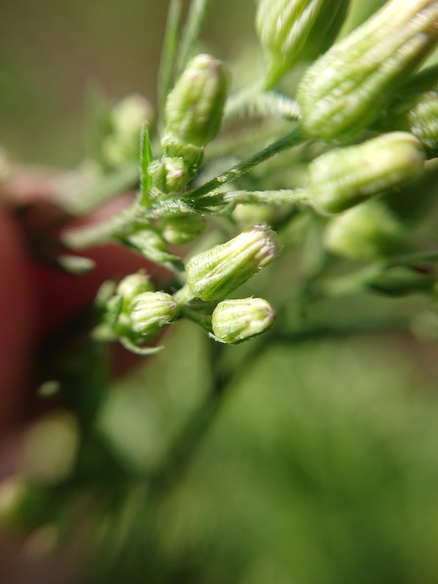emilyksum's tweet photo. Need a bit of help with this one please, anyone good with Fleabanes???  #wildflowerID #wildflowerhour
@wildflower_hour @BSBIbotany https://t.co/JANdBgvm4A