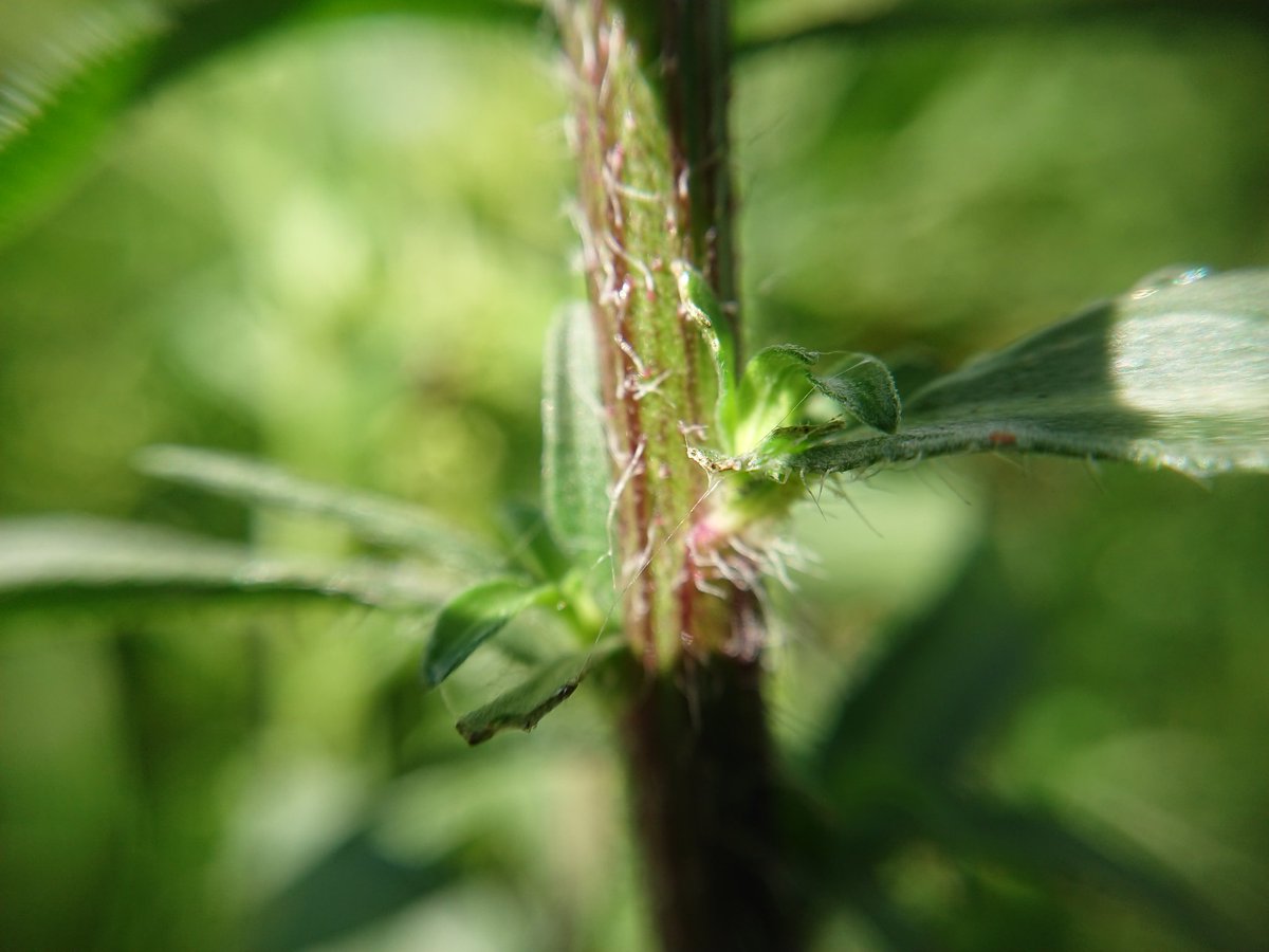 emilyksum's tweet photo. Need a bit of help with this one please, anyone good with Fleabanes???  #wildflowerID #wildflowerhour
@wildflower_hour @BSBIbotany https://t.co/JANdBgvm4A